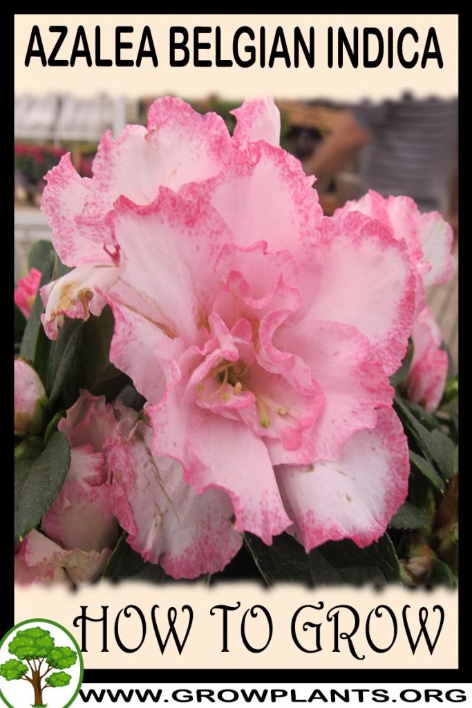 How to grow Azalea belgian indica