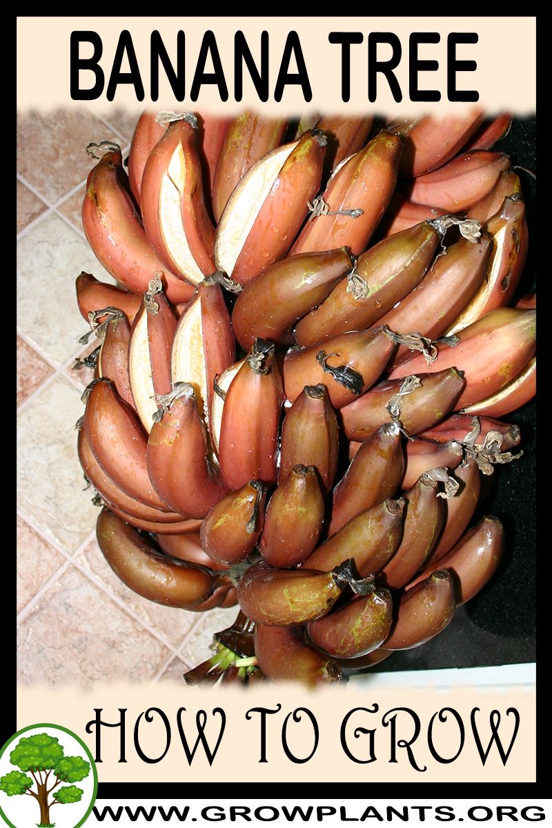 How to grow Banana tree