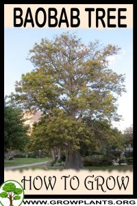 How to grow Baobab tree