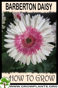 How to grow Barberton daisy