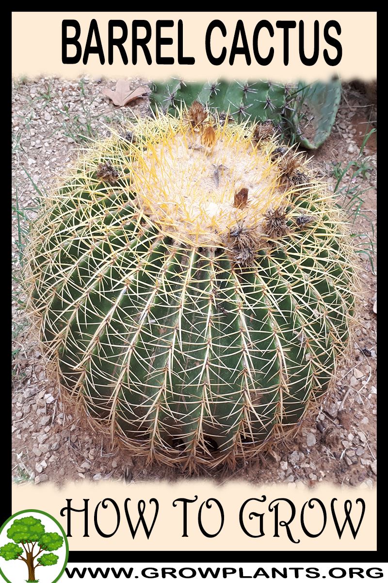 How to grow Barrel cactus
