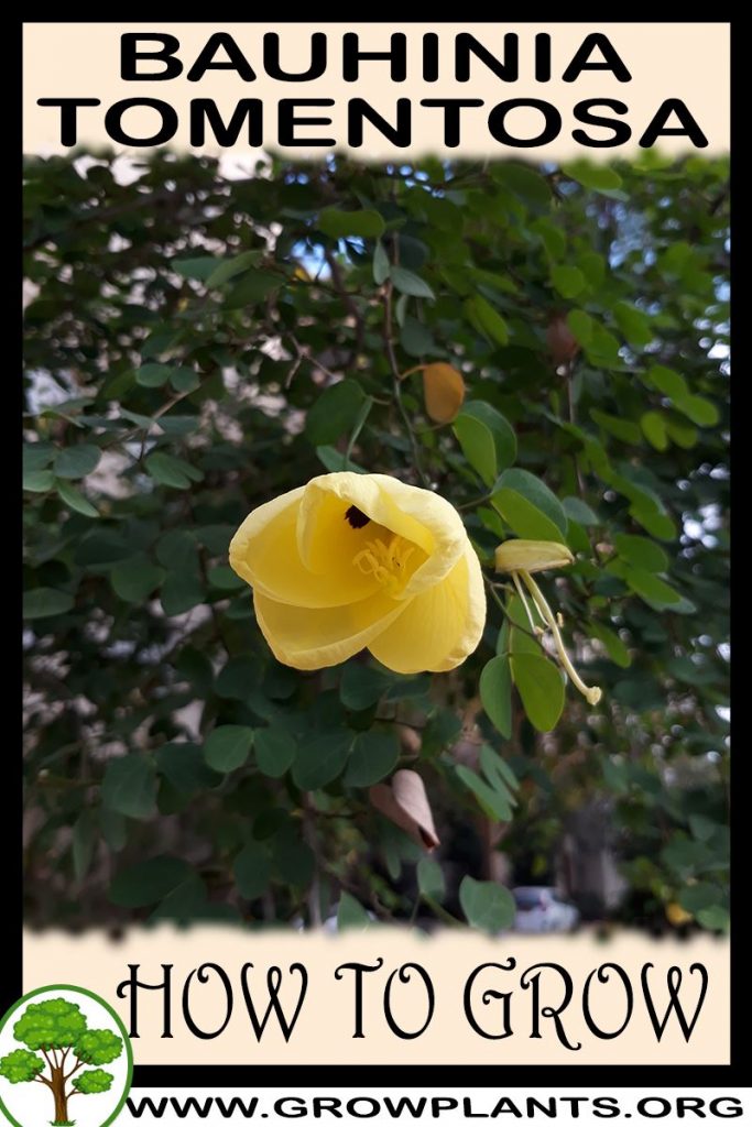 How to grow Bauhinia tomentosa