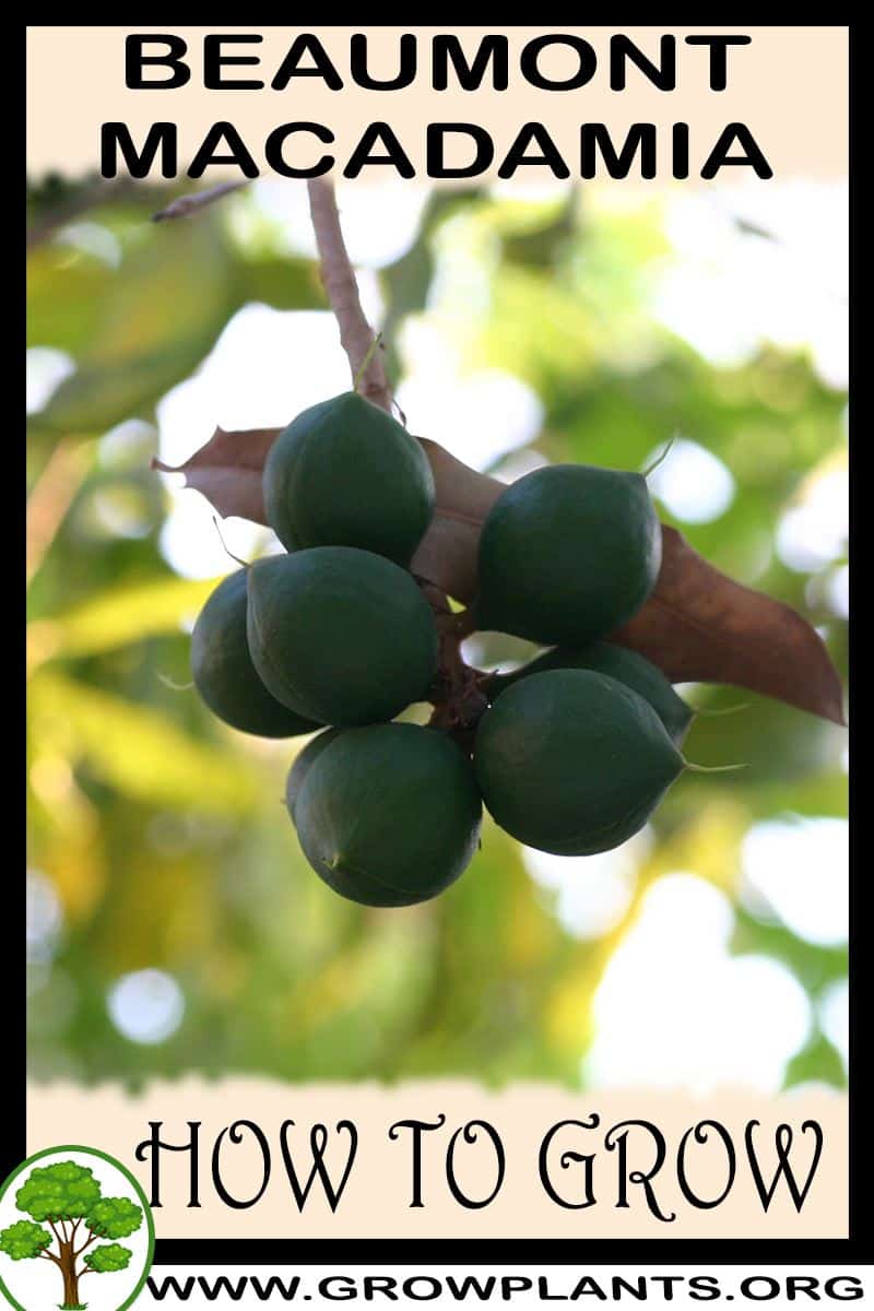 How to grow Beaumont macadamia