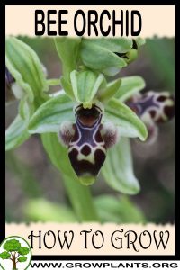 How to grow Bee orchid