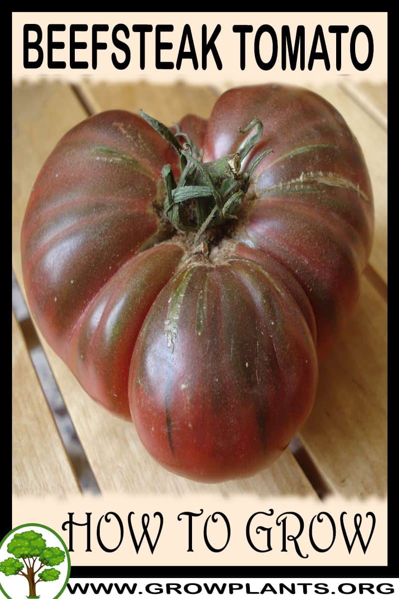 How to grow Beefsteak tomato