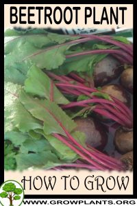 How to grow Beetroot