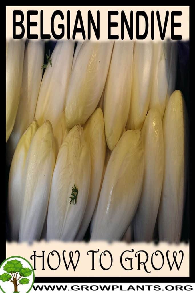 How to grow Belgian endive