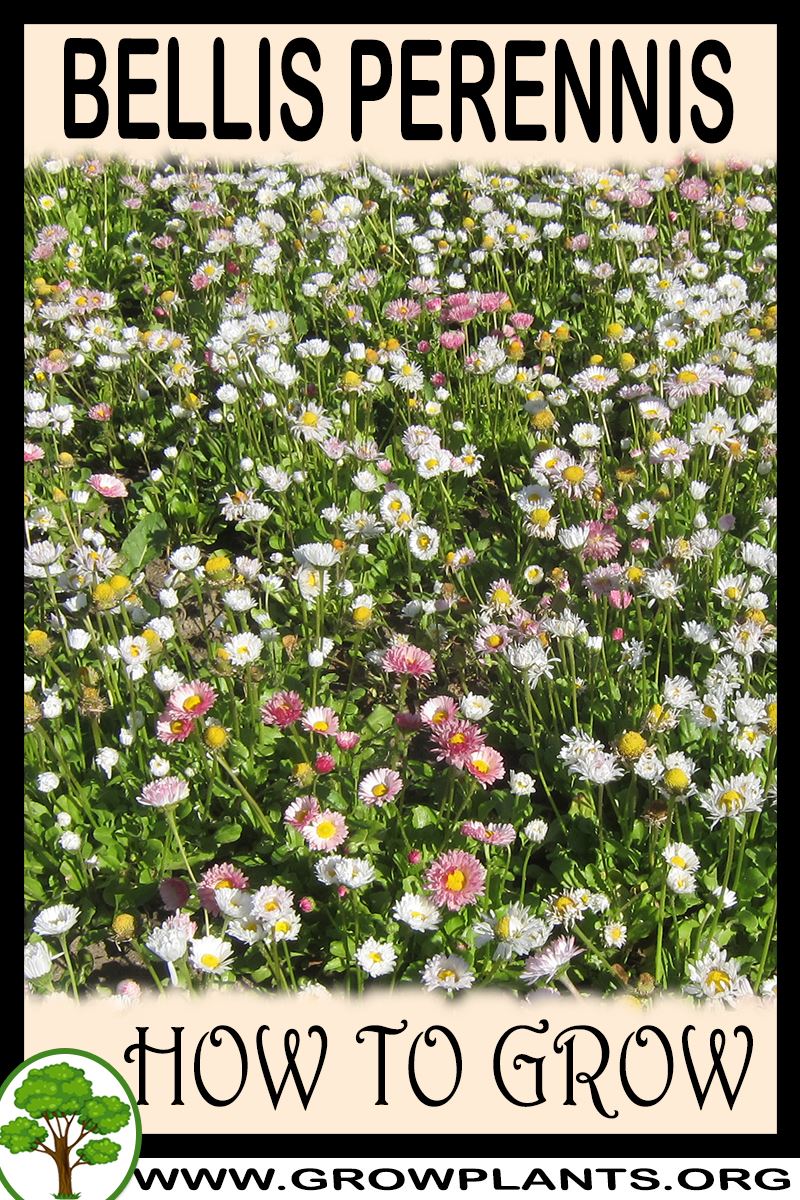 How to grow Bellis perennis