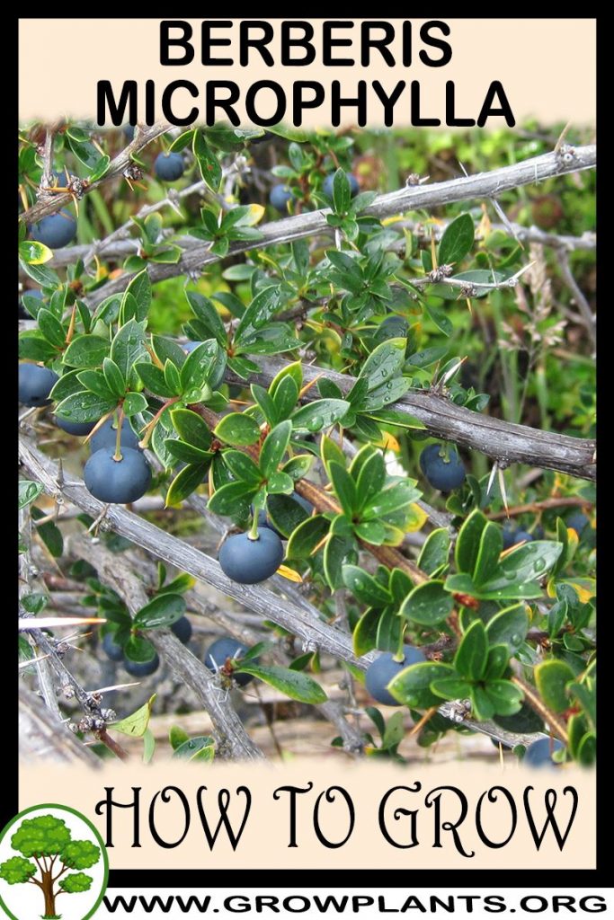 How to grow Berberis microphylla