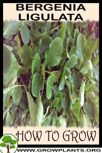 How to grow Bergenia ligulata
