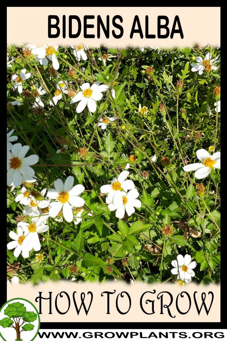 Bidens Alba - How To Grow & Care