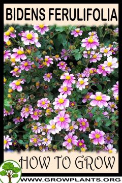 Bidens Ferulifolia - How To Grow & Care