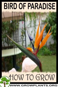 How to grow Bird of paradise flower