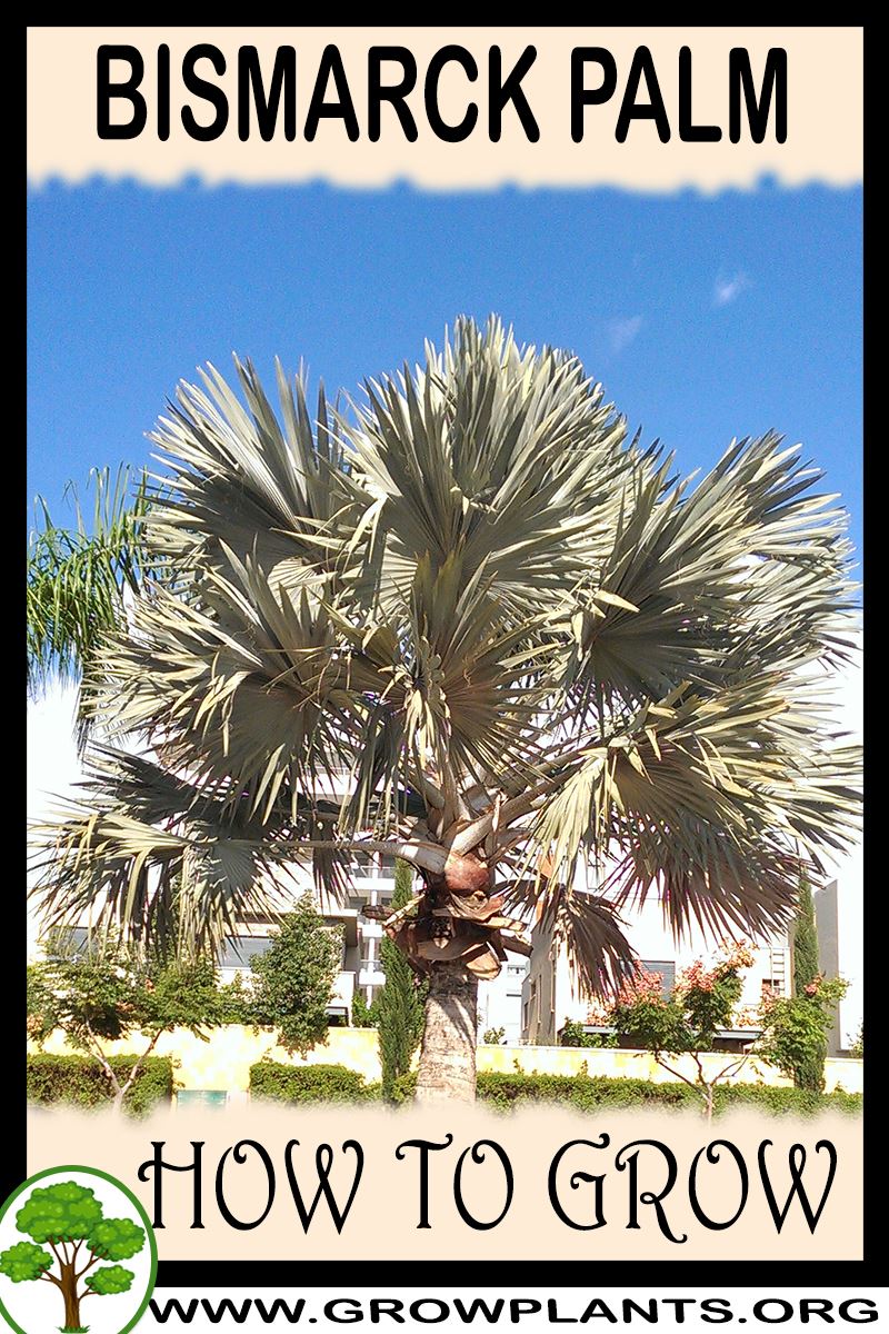 How to grow Bismarck palm