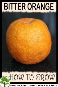 How to grow Bitter orange