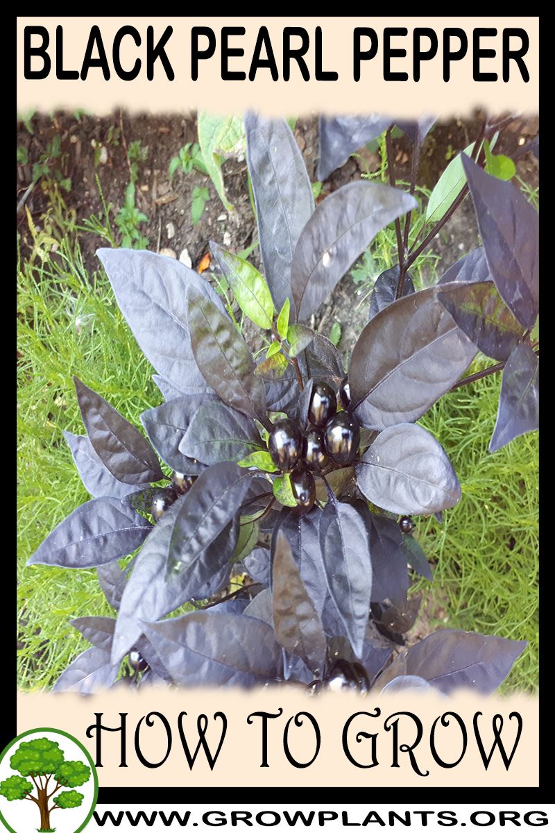 How to grow Black Pearl pepper