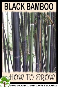 How to grow Black bamboo
