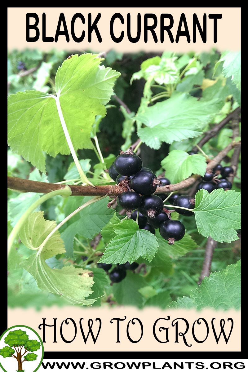 How to grow Black currant