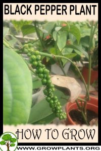 How to grow Black pepper