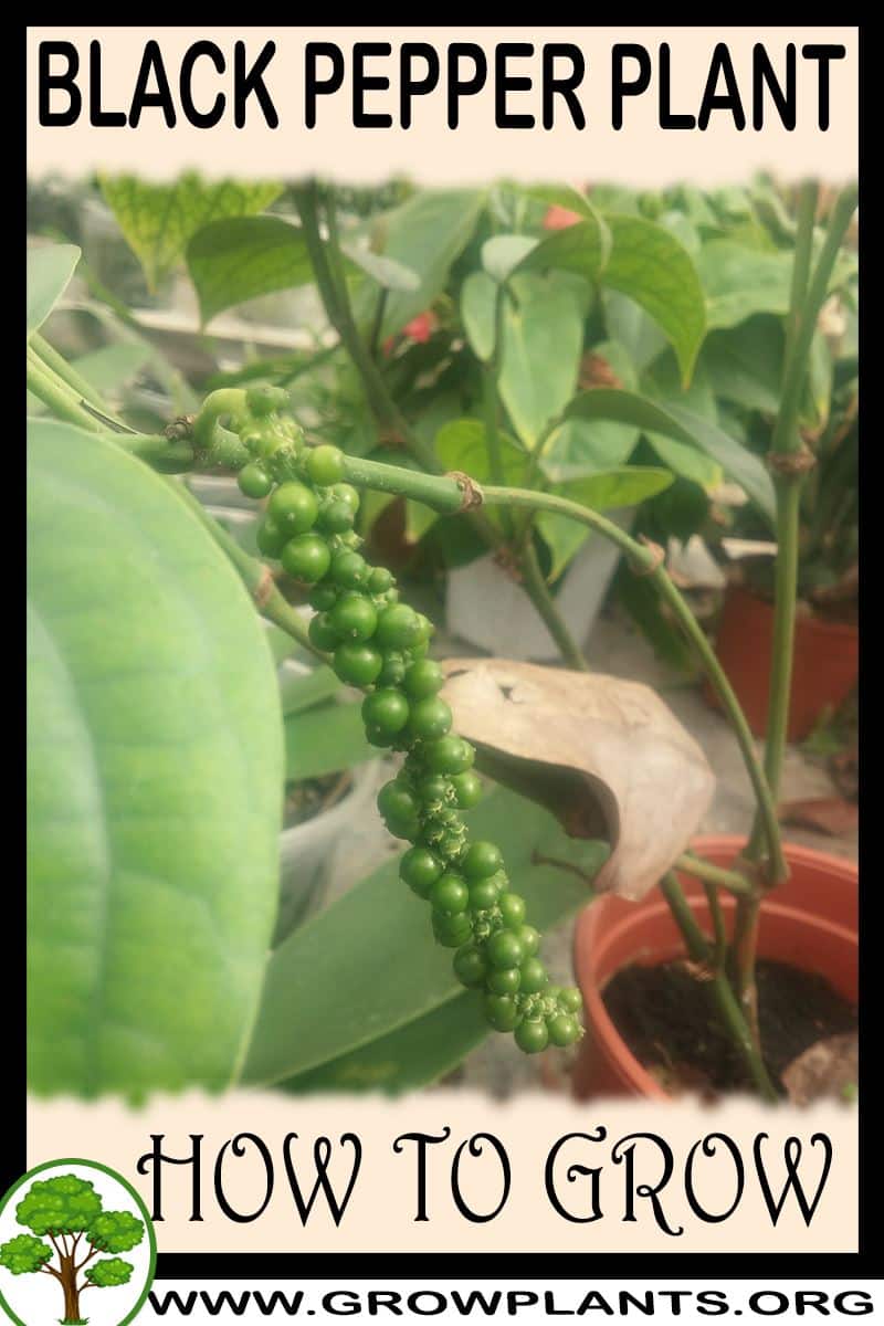 How to grow Black pepper
