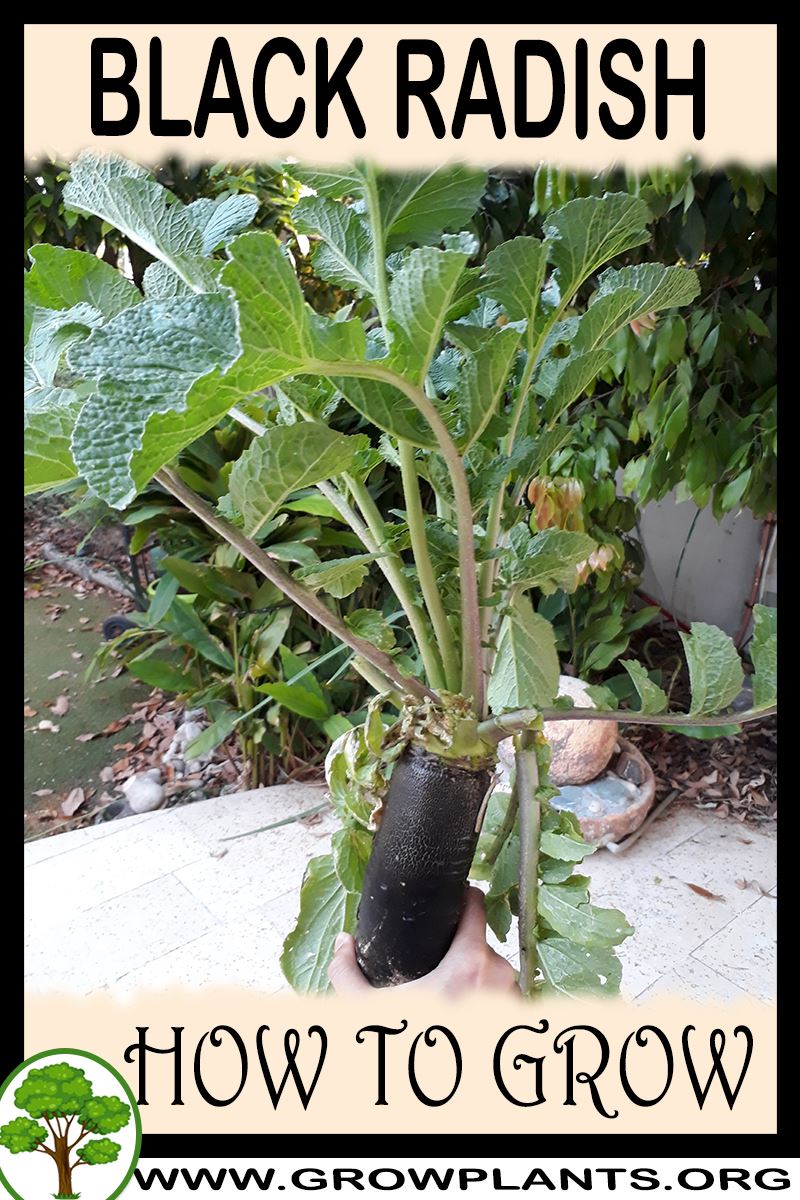 How to grow Black radish