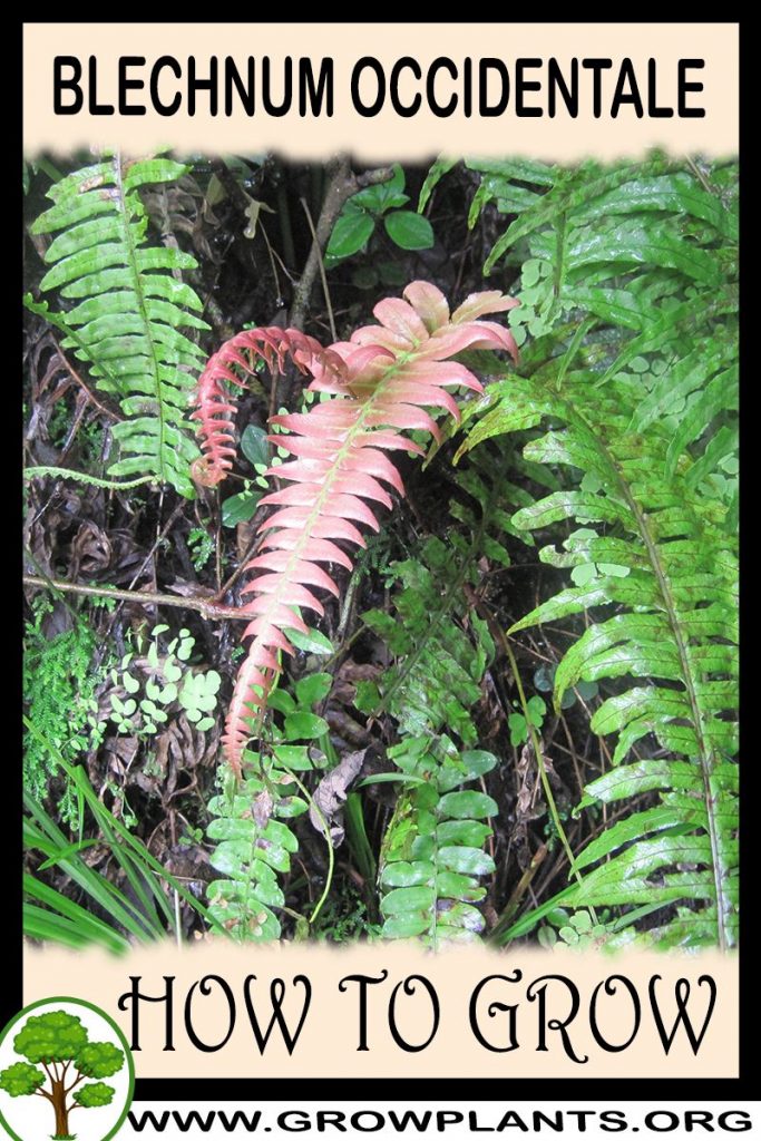 How to grow Blechnum occidentale