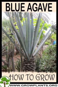 How to grow Blue Agave