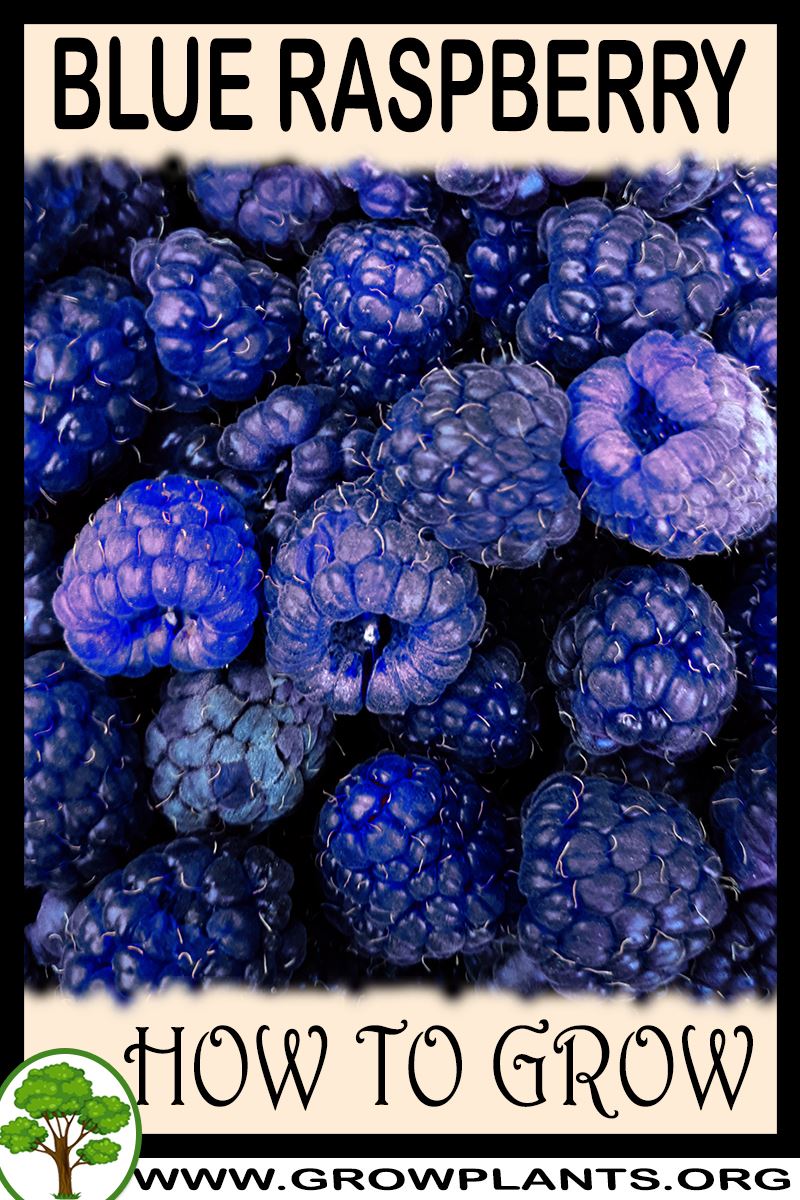 How to grow Blue raspberry