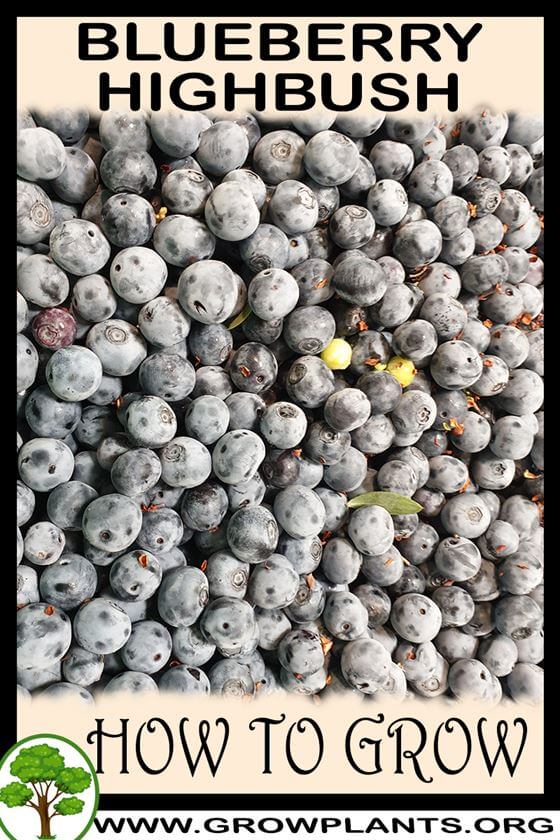 How to grow Blueberry Highbush