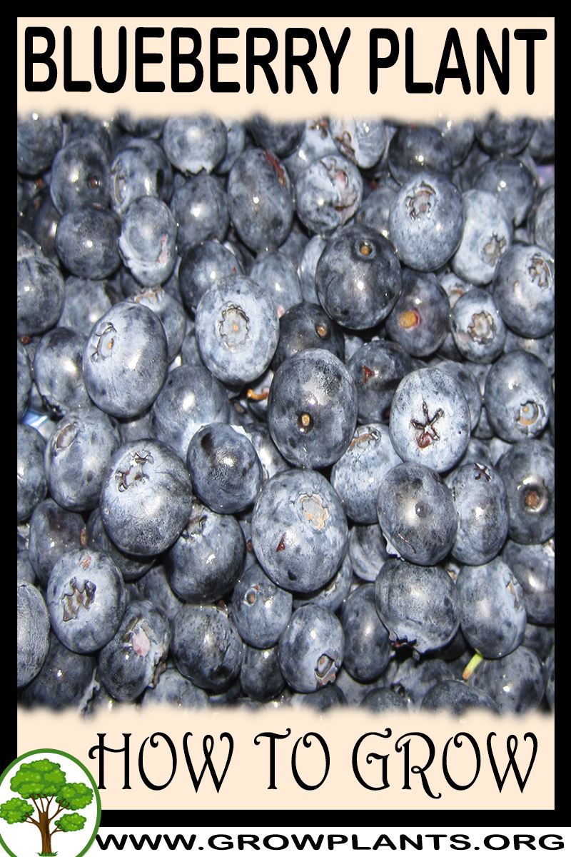 How to grow Blueberry plant