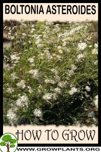 How to grow Boltonia asteroides