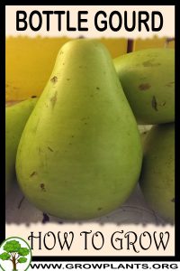 How to grow Bottle gourd