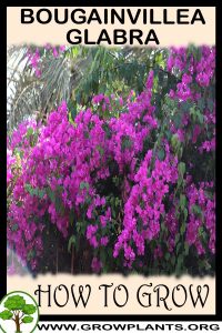 How to grow Bougainvillea glabra