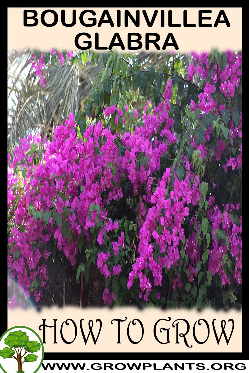 How to grow Bougainvillea glabra
