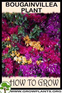 How to grow Bougainvillea plant