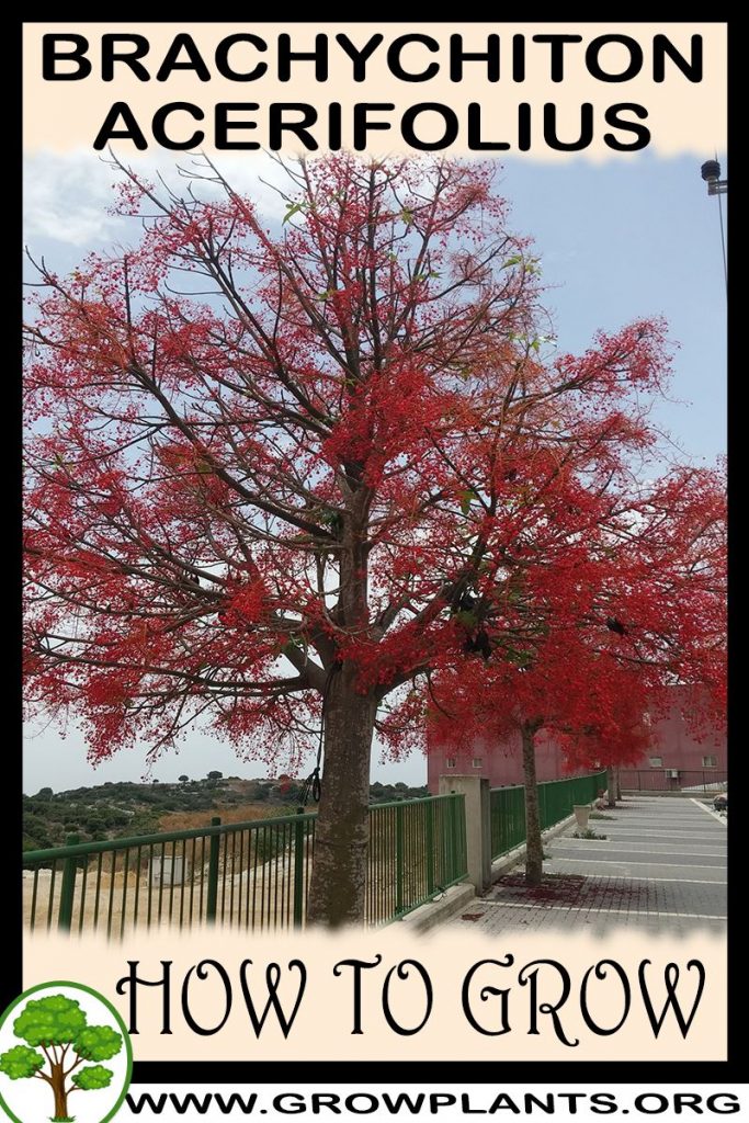 How to grow Brachychiton acerifolius