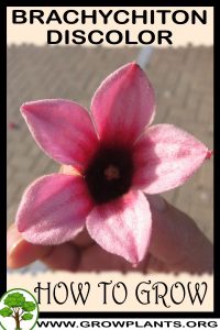 How to grow Brachychiton discolor