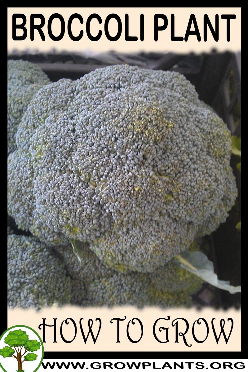 How to grow Broccoli plant
