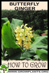 How to grow Butterfly Ginger
