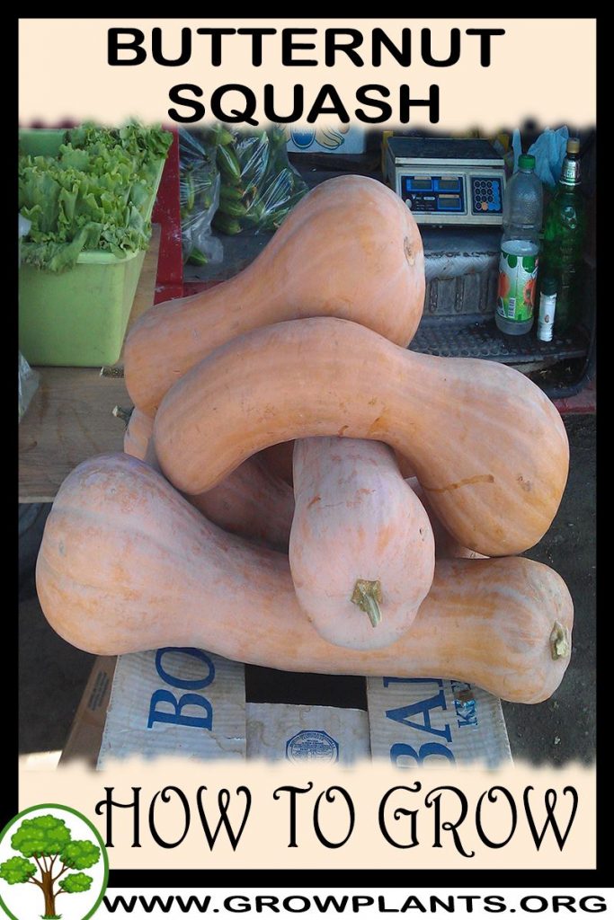 How to grow Butternut squash