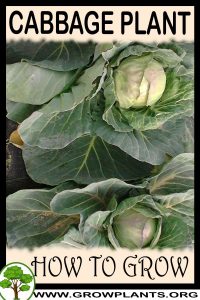 How to grow Cabbage plant