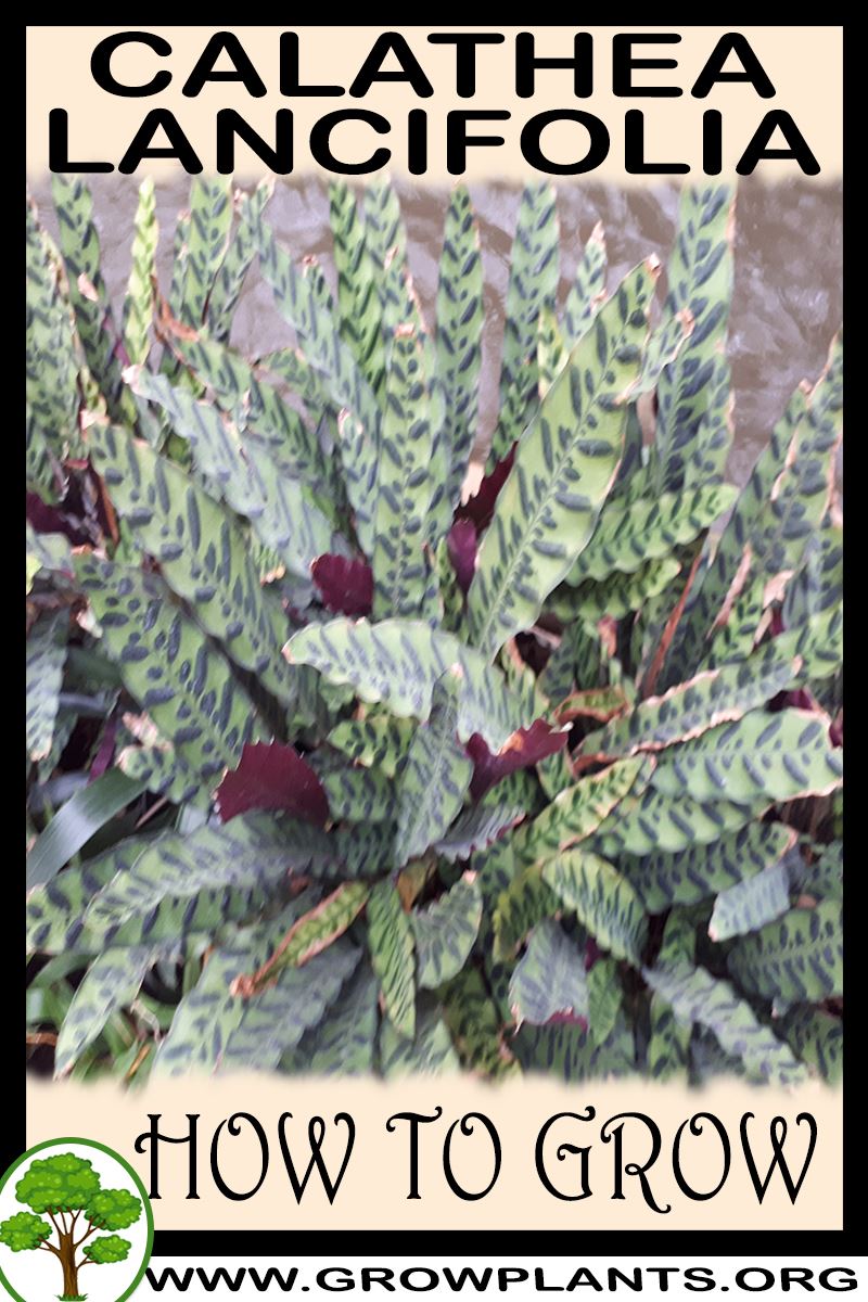 How to grow Calathea lancifolia