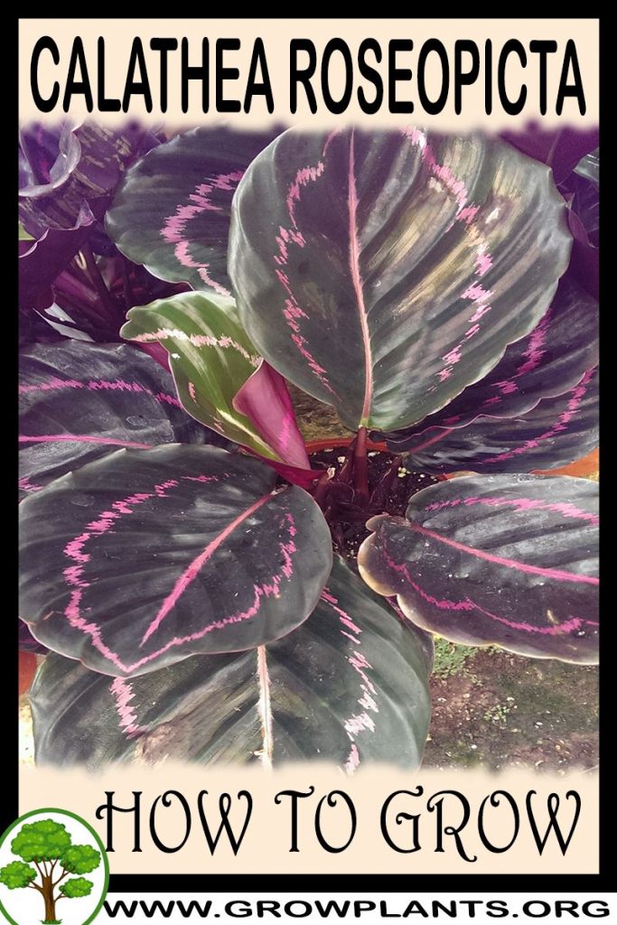 How to grow Calathea roseopicta