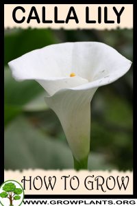 How to grow Calla lily