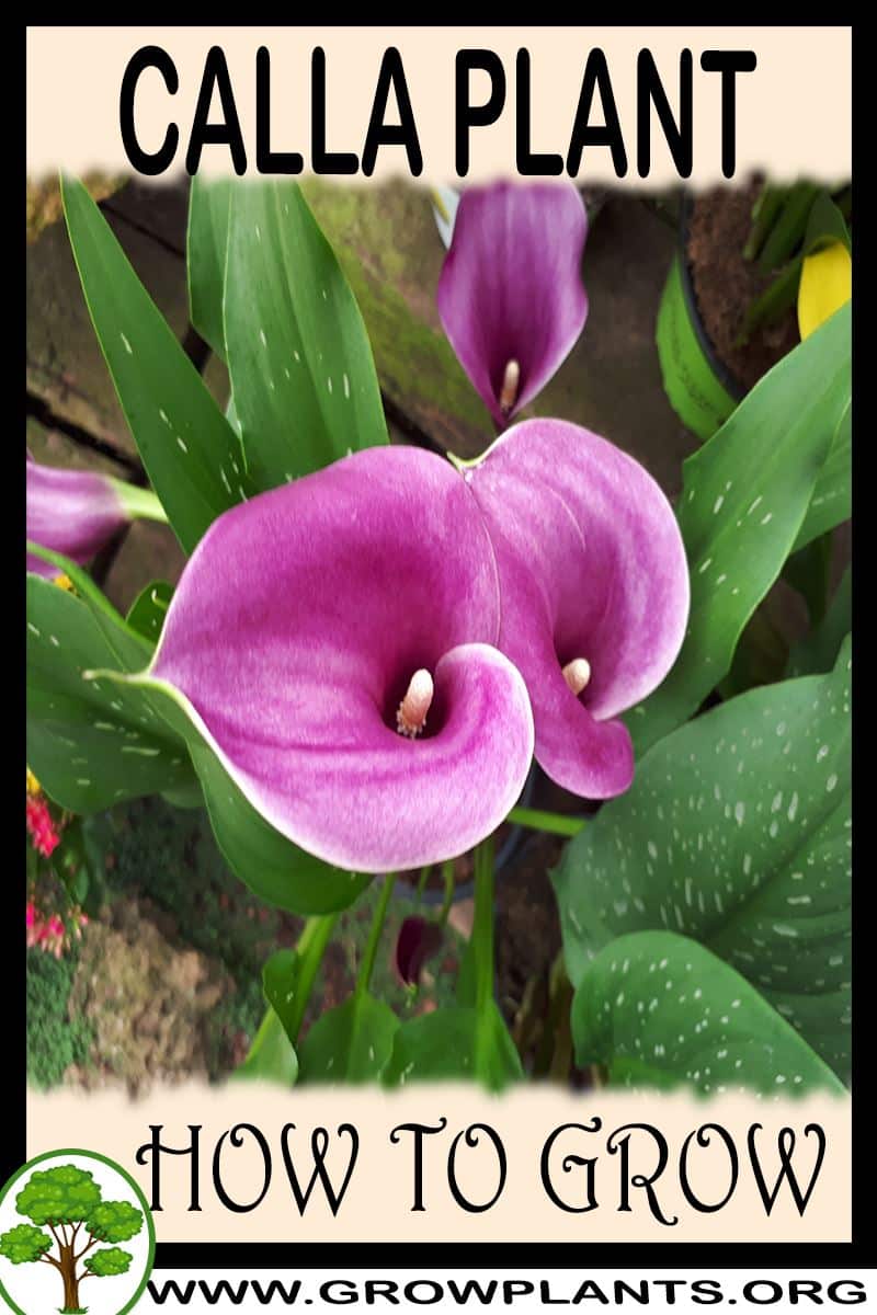 How to grow Calla plant