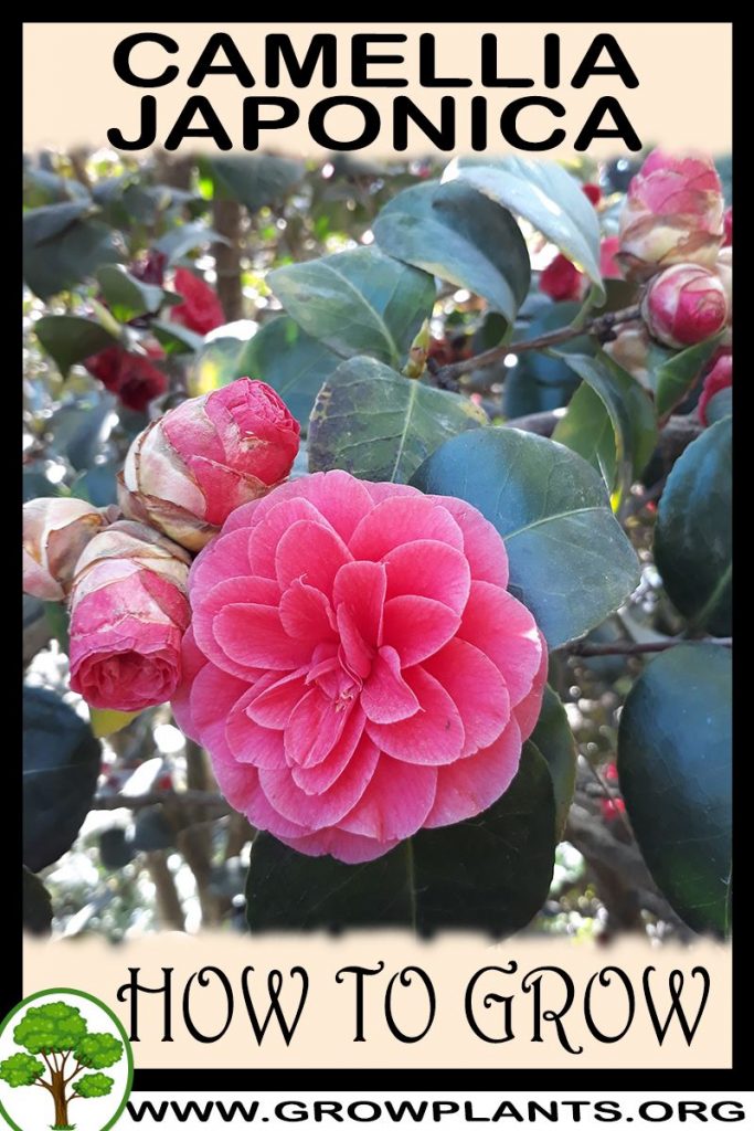 Camellia Japonica - How To Grow & Care