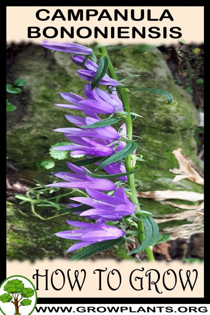 Campanula bononiensis How to grow & care