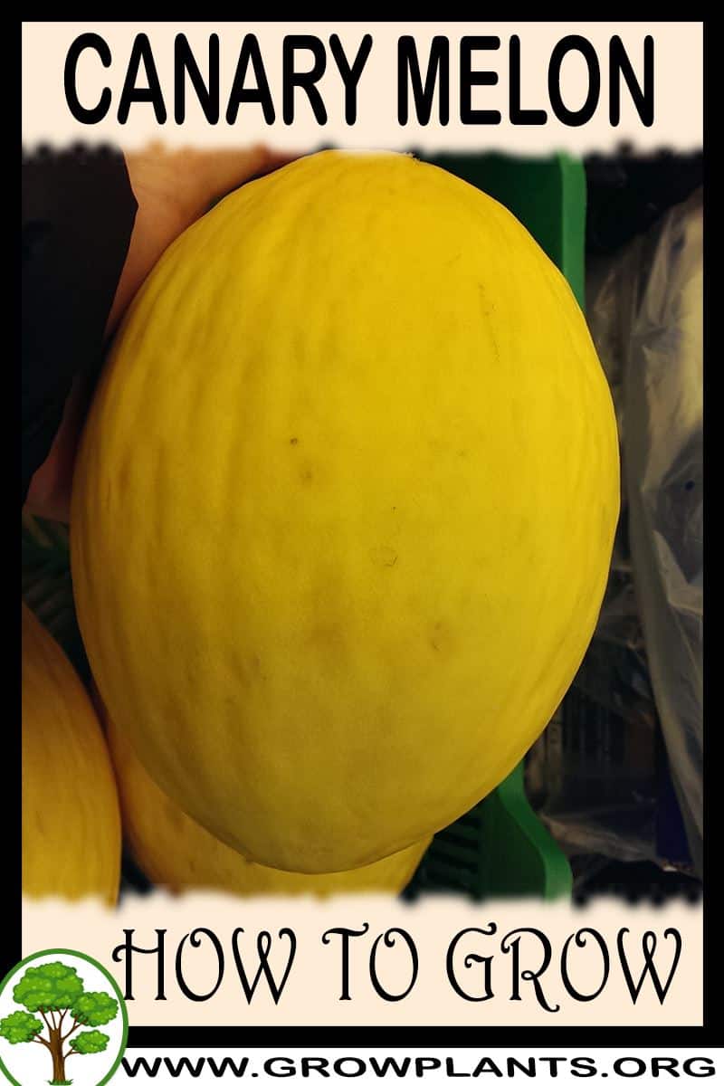 How to grow Canary melon