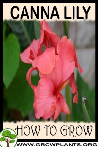 How to grow Canna lily