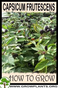 How to grow Capsicum frutescens